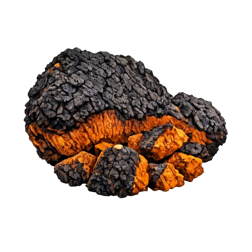 Chaga