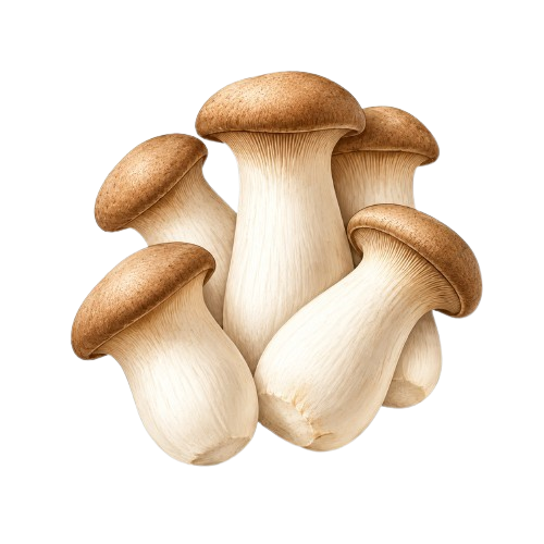 Eryngii