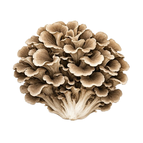 Maitake