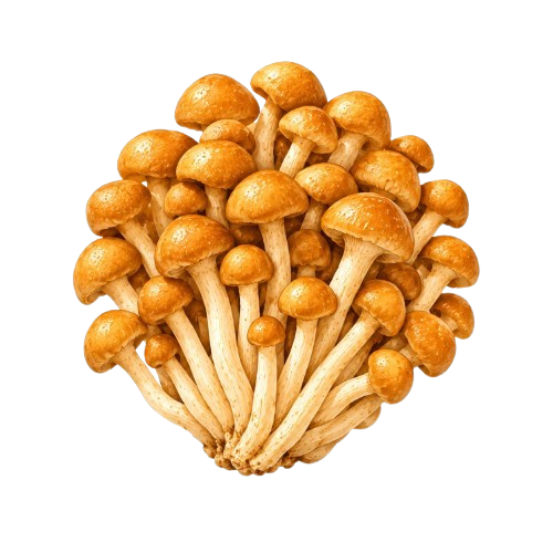 Nameko