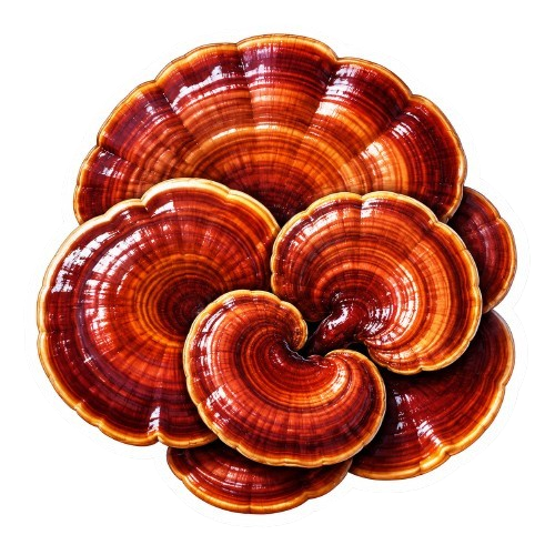 Reishi