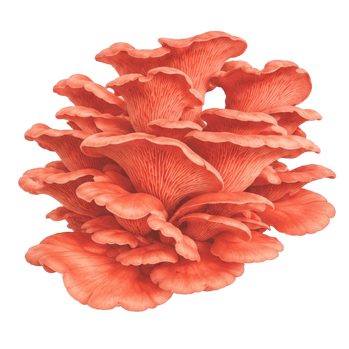 Shimeji Rosa (cogumelo salmão)