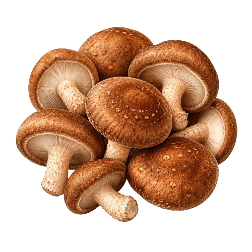 Shiitake