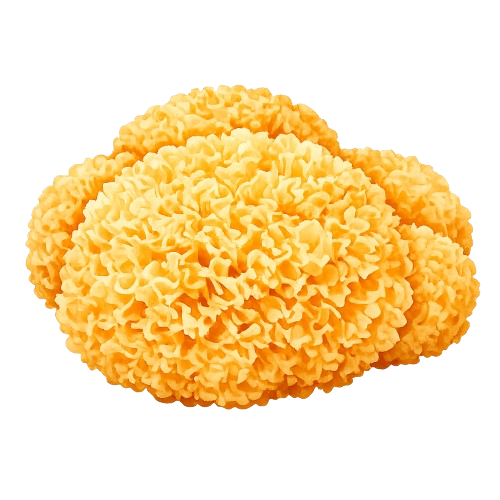 Tremella (fungo da neve)